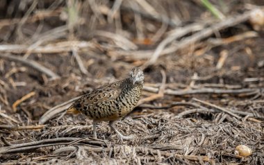 Çubuklu Bıldırcın Tayland ve Güneydoğu Asya 'da bulunan bir kuş türü..