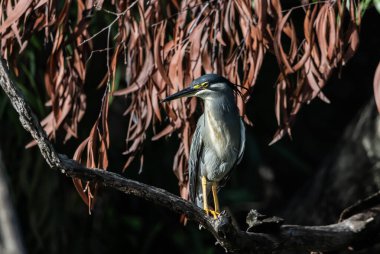 Çizgili balıkçıl sabah güneşinde bir dala tünedi..