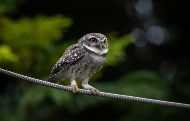 Benekli baykuş (Athene brama), baykuş gibi yırtıcı bir kuş türüdür. Tayland 'da bulunabilir..