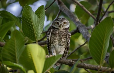 Benekli baykuş (Athene brama), baykuş gibi yırtıcı bir kuş türüdür. Tayland 'da bulunabilir..