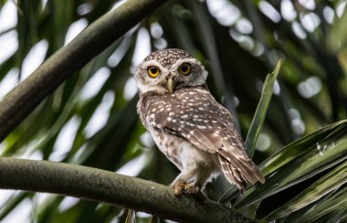 Benekli baykuş (Athene brama), baykuş gibi yırtıcı bir kuş türüdür. Tayland 'da bulunabilir..