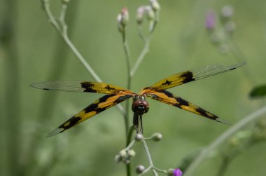 Rhyothemis variegata Sarı ve siyah kanatları olan bir yusufçuktu.