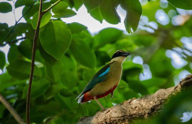Peri pittası kışın tüm ülkeye göç eden bir kuştur..