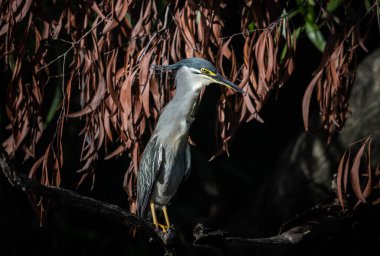 Çizgili balıkçıl sabah güneşinde bir dala tünedi..