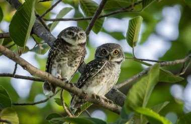 Benekli baykuş (Athene brama), baykuş gibi yırtıcı bir kuş türüdür. Tayland 'da bulunabilir..