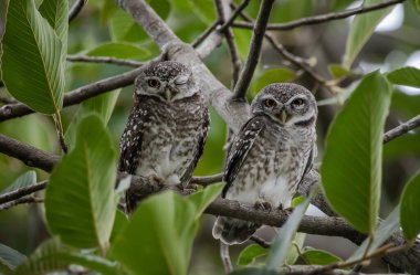 Benekli baykuş (Athene brama), baykuş gibi yırtıcı bir kuş türüdür. Tayland 'da bulunabilir..