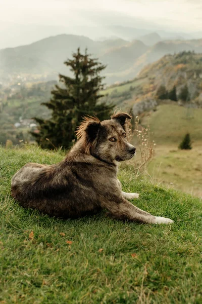 Ein Großer Flauschiger Hund Liegt Hoch Den Bergen Vor Dem — Stockfoto