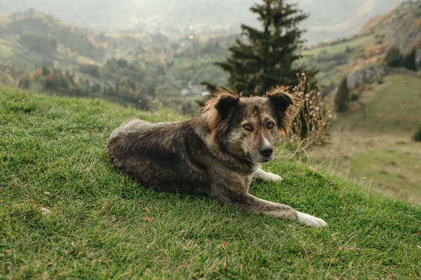 Ein Großer Flauschiger Hund Liegt Hoch Den Bergen Vor Dem — Stockfoto