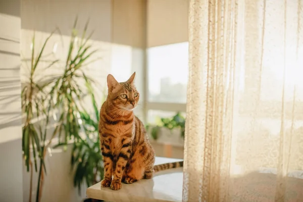 Healthy cute domestic ginger cat sitting by the window
