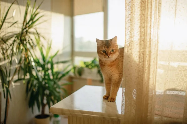 健康かわいい国内の生姜猫座っている窓 — ストック写真
