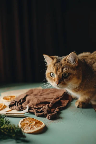 Haustier Rote Katze Sitzt Auf Einem Tisch Vor Dunklem Hintergrund — Stockfoto