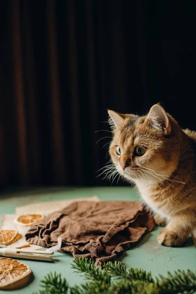 Evcil Kırmızı Kedi Evcil Hayvanı Karanlık Arka Planda Bir Masada — Stok fotoğraf