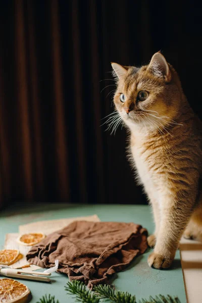 Huisdier Rode Kat Huisdier Zit Een Tafel Tegen Een Donkere — Stockfoto