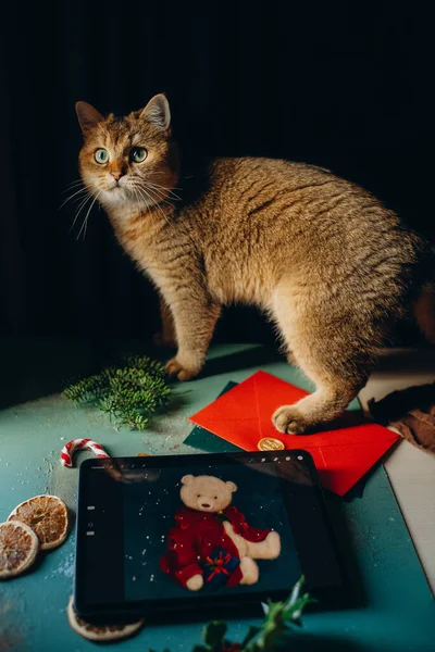 Evcil Kırmızı Kedi Evcil Hayvanı Karanlık Arka Planda Bir Masada — Stok fotoğraf