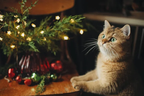 Gato Doméstico Brinca Com Brinquedos Árvore Natal Gato Raça Britânica — Fotografia de Stock