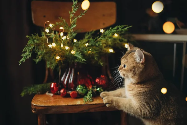 国内猫はクリスマスツリーのおもちゃで遊ぶ クリスマスのための英国の品種の猫 — ストック写真