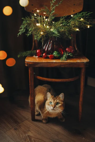 집고양이는 크리스마스 장난감을 가지고 고양이는 크리스마스 — 스톡 사진