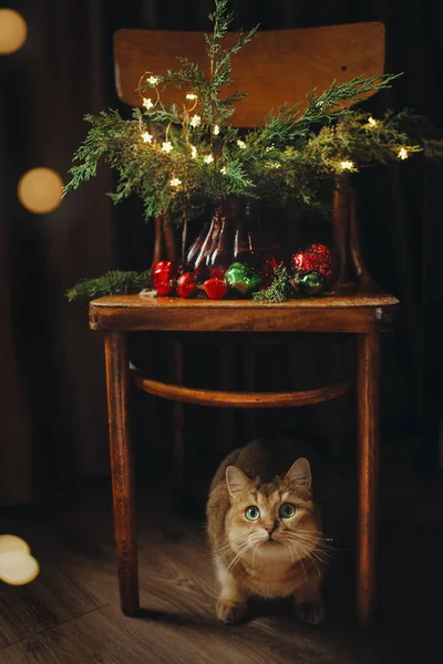 Evcil Kedi Noel Ağacı Oyuncaklarıyla Oynar Ngiliz Cins Kedi Noel — Stok fotoğraf