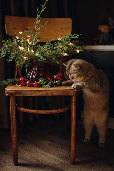 家猫玩圣诞树玩具 英国品种的猫过圣诞节 — 图库照片