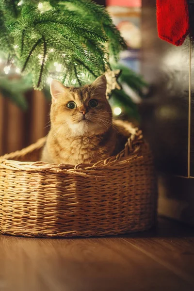 Rote Hauskatze Goldener Britischer Chinchilla Katze Korb Unter Dem Baum — Stockfoto