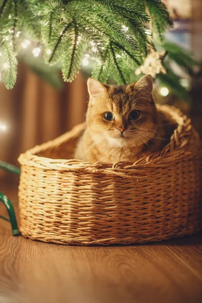 Háziasszony Vörös Macska Arany Brit Csincsilla Macska Egy Kosárban Alatt — Stock Fotó