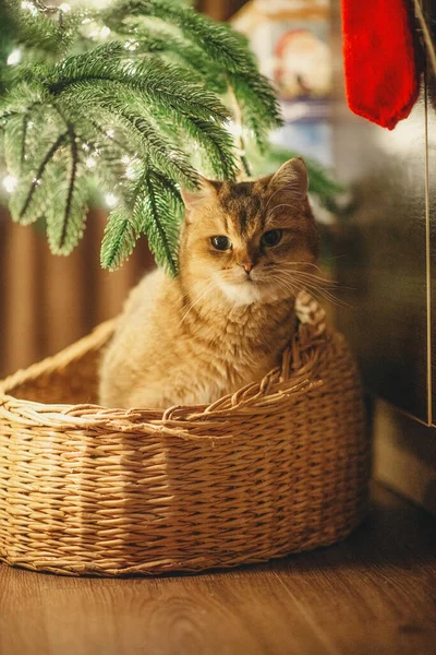 Rote Hauskatze Goldener Britischer Chinchilla Katze Korb Unter Dem Baum — Stockfoto