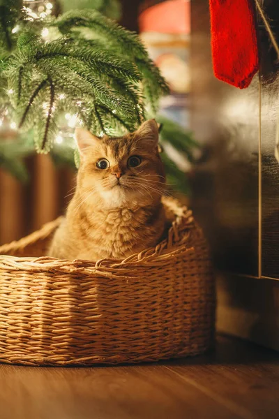 Háziasszony Vörös Macska Arany Brit Csincsilla Macska Egy Kosárban Alatt — Stock Fotó