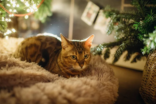 在喜庆的圣诞气氛中宠物猫 在圣诞节的内部 — 图库照片