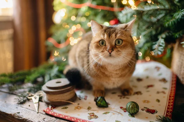 在喜庆的圣诞气氛中宠物猫 在圣诞节的内部 — 图库照片