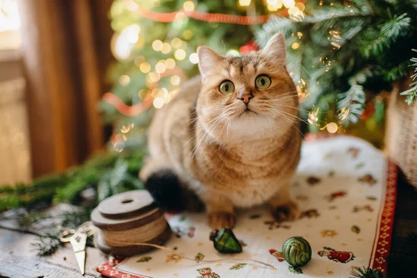 Рыжая Кошка Праздничной Атмосфере Рождества Рождественский Интерьер — стоковое фото