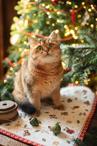 Gato Gengibre Animal Estimação Atmosfera Festiva Natal Interior Natal — Fotografia de Stock