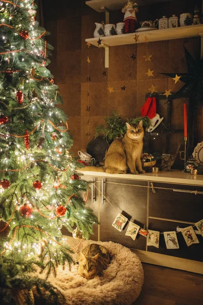 Noel Atmosferinde Evcil Zencefilli Kedi Noel Arifesinde — Stok fotoğraf