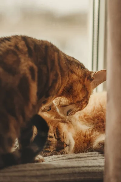 Domestic Red Cats Mom Baby Cat Washes Kitten Window — Zdjęcie stockowe