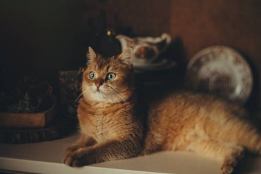 home cute red cat with green eyes on a dark background