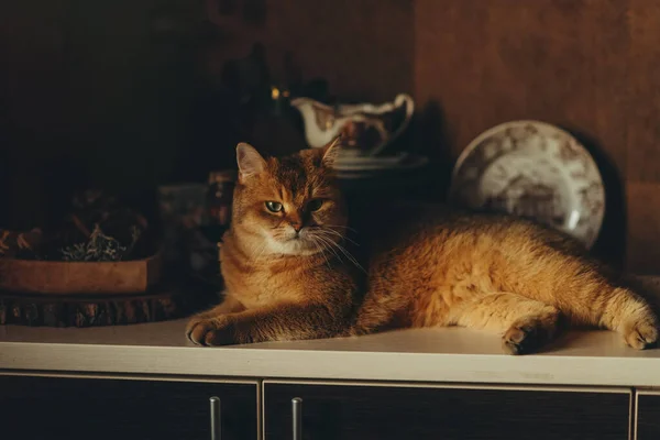 Домашній Милий Червоний Кіт Зеленими Очима Темному Фоні — стокове фото