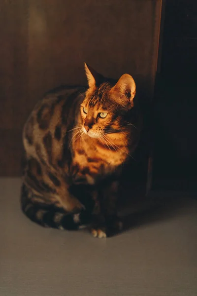 Home Cute Red Cat Green Eyes Dark Background — Fotografia de Stock