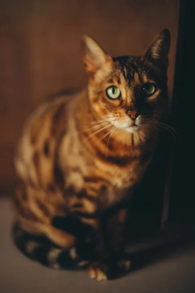 Domácí Roztomilá Červená Kočka Zelenýma Očima Tmavém Pozadí — Stock fotografie