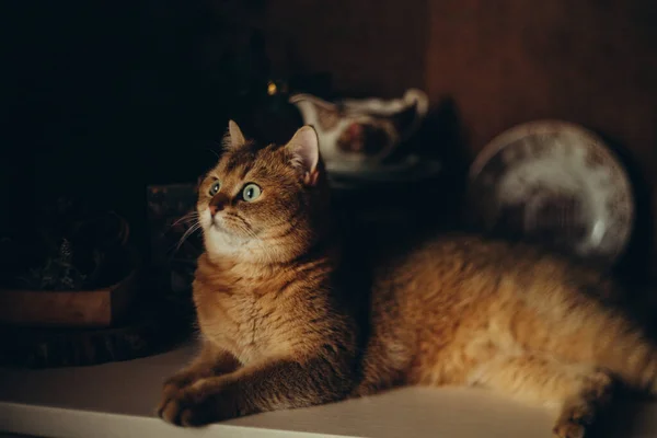 Домашній Милий Червоний Кіт Зеленими Очима Темному Фоні — стокове фото