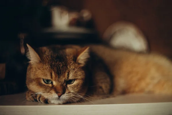 Zuhause Niedliche Rote Katze Mit Grünen Augen Auf Dunklem Hintergrund — Stockfoto