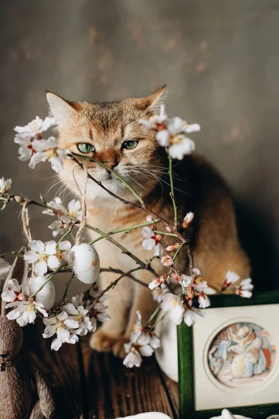 Красная Кошка Британской Породы Зелеными Глазами Нюхает Белые Цветы — стоковое фото
