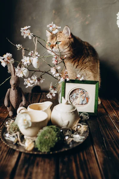 Red Cat British Breed Green Eyes Sniffs White Flowers — Stock Photo, Image