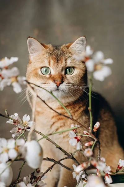 イギリスの品種の赤猫 緑の目が白い花を嗅ぐ — ストック写真