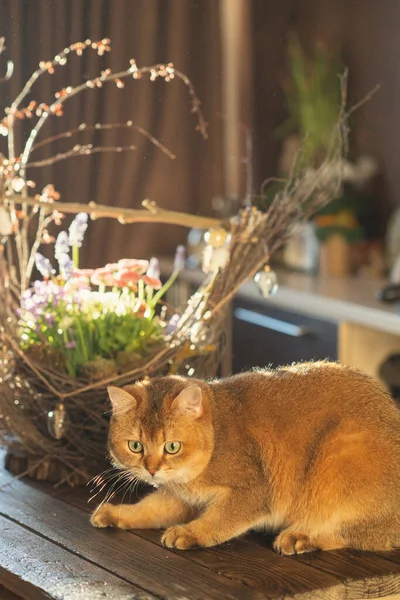 Gato Rojo Raza Británica Con Ojos Verdes Huele Flores Blancas —  Fotos de Stock