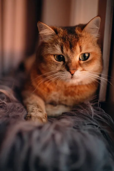 Katzenzucht Britisch Chinchilla Rote Farbe Mit Grünen Augen Porträt — Stockfoto