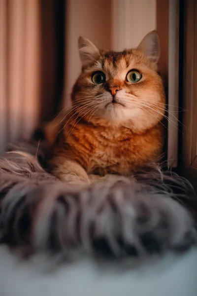 Коти Виводять Британський Кінчілла Червоний Колір Зеленими Очима — стокове фото