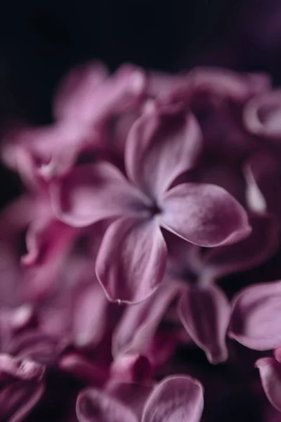 Purple Fresh Flowers Lilac Bouquet Flowers Elegant — Stock Photo, Image