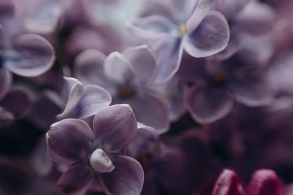 Fioletowe Świeże Kwiaty Liliowy Bukiet Kwiaty Eleganckie — Zdjęcie stockowe
