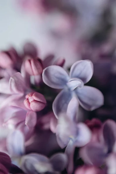 Flores Frescas Roxas Lilás Flores Buquê Elegante — Fotografia de Stock