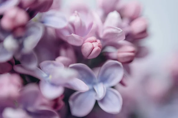Flores Frescas Roxas Lilás Flores Buquê Elegante — Fotografia de Stock