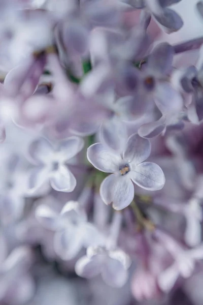 Lila Frische Blumen Flieder Bouquet Blumen Elegant — Stockfoto